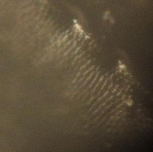 Réf. 268 950 : Nebria salina